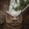 Owl statue on campus.