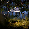 the inside of a greenhouse at Ambler's campus full of plants