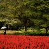 A student walking outside in japan.