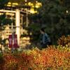 Temple's campus in spring.