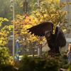 Owl statue on campus.