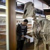 A guy looking at a dinosaur fossil in a museum.