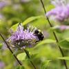 a bee sitting on a purple flower