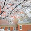 Flowers on Temple's campus.