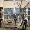 A man carrying a shovel with dirt to help plant a tree.
