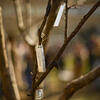 Tree branches.